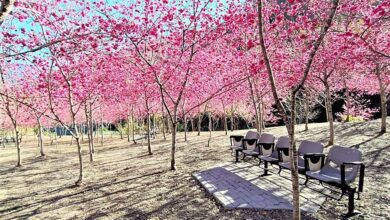 園區被八重櫻點綴得如粉色童話世界一般，恰逢賞櫻最佳時機。(茂管處提供/林雅惠高雄傳真)