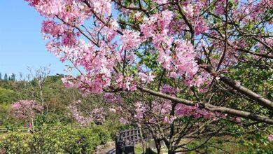 新北市三芝櫻花季即將於18日至19日在三生步道隆重登場，現場不僅可以欣賞多種不同的櫻花外，還有闖關活動以及櫻花市集供遊客遊憩。(黃敬文翻攝)