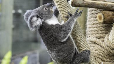 無尾熊。（北市動物園提供）