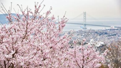 須磨浦公園的櫻花與瀨戶內海交織的美景。　圖：神戶觀光局／提供