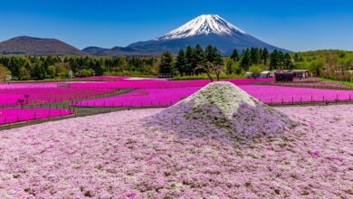 由芝櫻花海打造出的迷你版富士山「芝櫻富士」可愛又吸睛！　圖：富士急行／來源