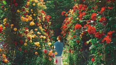 「ACAO FOREST」園內栽有約4,000株玫瑰花，每個角落都是夢幻美照地。　圖：ACAO SPA & RESORT／來源