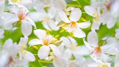 進入五月份，迎來雪白油桐花季。　圖：shutterstock／來源