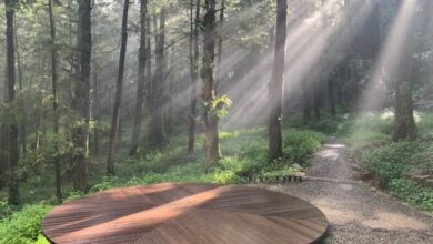 水山療癒步道內療癒空間「森天觀影」。　圖：農委會林務局／提供