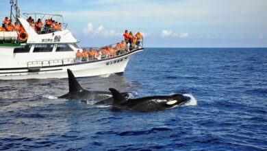 暑假期間正是安排花蓮賞鯨豚的好時機。　圖：鯨世界賞鯨／提供