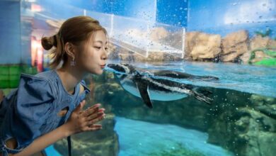 日籍女星阿部瑪利亞和 Xpark 館內企鵝拍下互動美圖。　圖：Xpark／提供