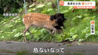 075335icozftferl46leru.jpg